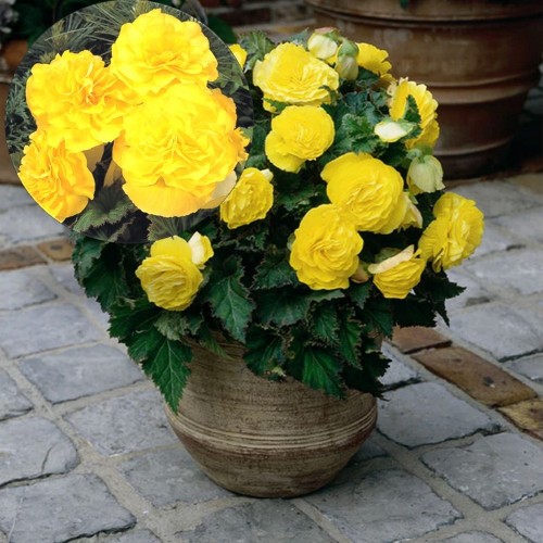 Begonia tuberhybrida 'Nonstop® Mocca F1 Yellow' - Mugulbegoonia 'Nonstop® Mocca F1 Yellow' P9/0,55L